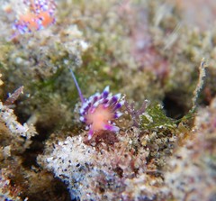 Coryphellina marcusorum