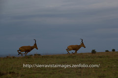 Alcelaphus buselaphus lelwel