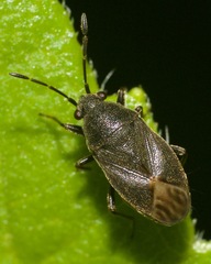 Stygnocoris rusticus