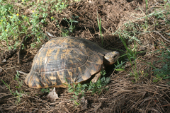 Testudo graeca