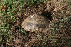 Testudo graeca