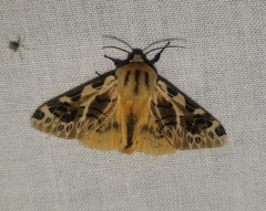 Hypercompe nemophila