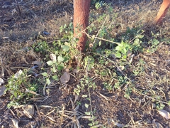Clerodendrum phlomidis