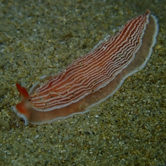 Dermatobranchus rubidus