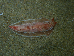 Dermatobranchus rubidus