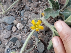 Cucurbitella asperata