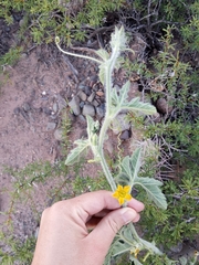 Cucurbitella asperata