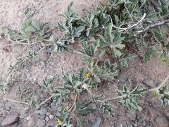 Cucurbitella asperata