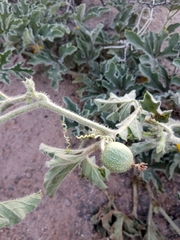 Cucurbitella asperata