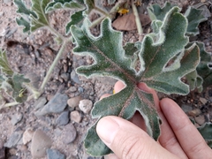 Cucurbitella asperata