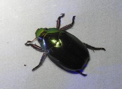 Anoplognathus aeneus