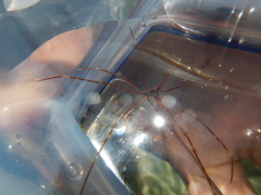 Stenorhynchus debilis