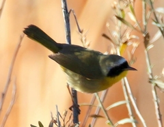 Geothlypis trichas occidentalis