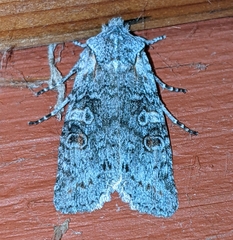 Lithophane pertorrida