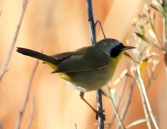 Geothlypis trichas occidentalis