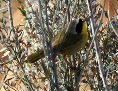 Geothlypis trichas occidentalis