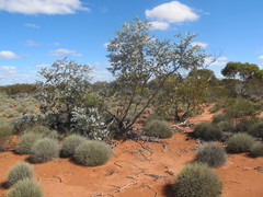 Eucalyptus wyolensis
