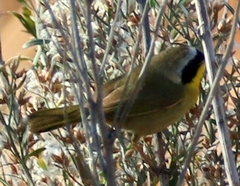 Geothlypis trichas occidentalis
