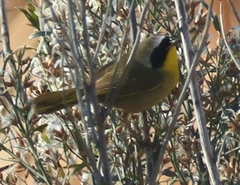 Geothlypis trichas occidentalis