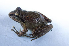 Pristimantis w-nigrum