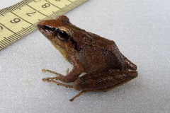 Pristimantis w-nigrum