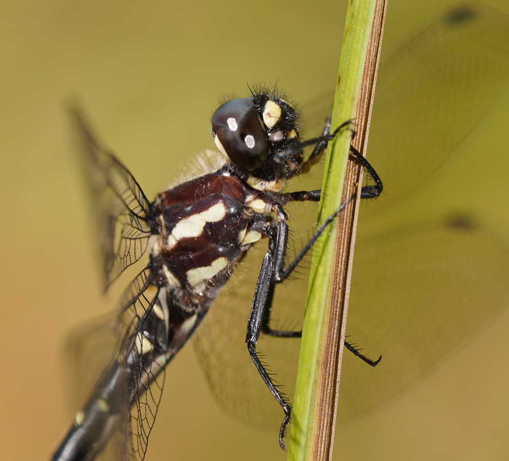 Southern Tigertail