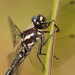 Eusynthemis guttata - Photo 由 Reiner Richter 所上傳的 (c) Reiner Richter，保留部份權利CC BY-NC-SA