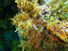 Cratena capensis