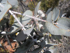 Eucalyptus wyolensis