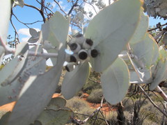 Eucalyptus wyolensis