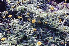 Lipochaeta integrifolia