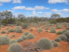 Eucalyptus wyolensis