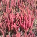 Salicornia rubra - Photo (c) Richard J. Buist, algunos derechos reservados (CC BY-NC), subido por Richard J. Buist