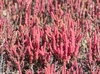 Red Glasswort - Photo (c) Richard J. Buist, some rights reserved (CC BY-NC), uploaded by Richard J. Buist