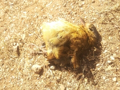 Grallaria guatimalensis