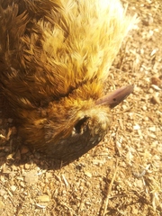 Grallaria guatimalensis