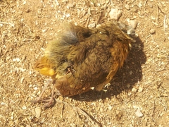 Grallaria guatimalensis