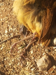 Grallaria guatimalensis