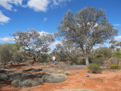 Eucalyptus wyolensis