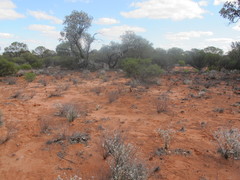 Eucalyptus wyolensis