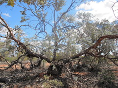Eucalyptus wyolensis