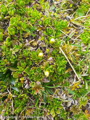 Baccharis caespitosa