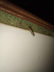 Ferrariana trivittata