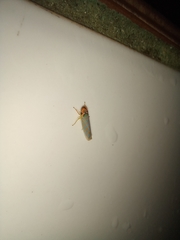 Ferrariana trivittata
