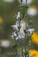 Carlowrightia parviflora