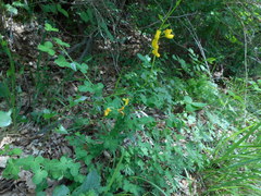 Cytisophyllum sessilifolium