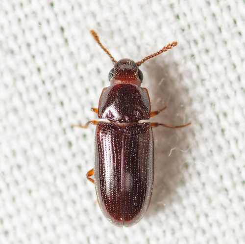 Kirsch's Pleasing Fungus Beetle