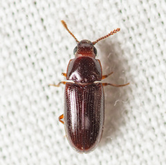 Pharaxonotha kirschii