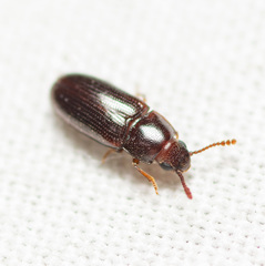 Pharaxonotha kirschii