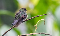 Haplophaedia aureliae